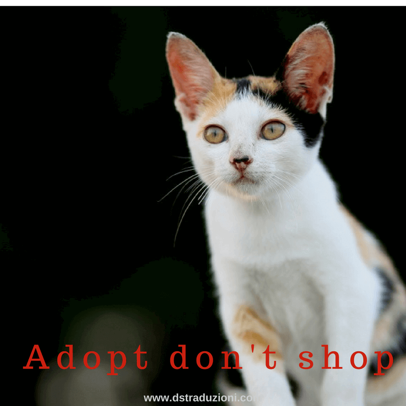 adopt-dont-shop