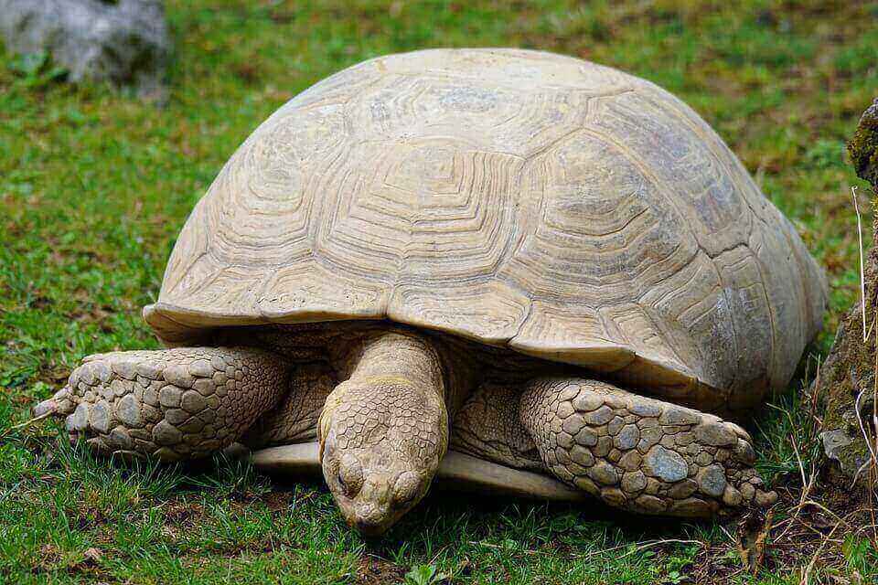 turtle-871285_960_720