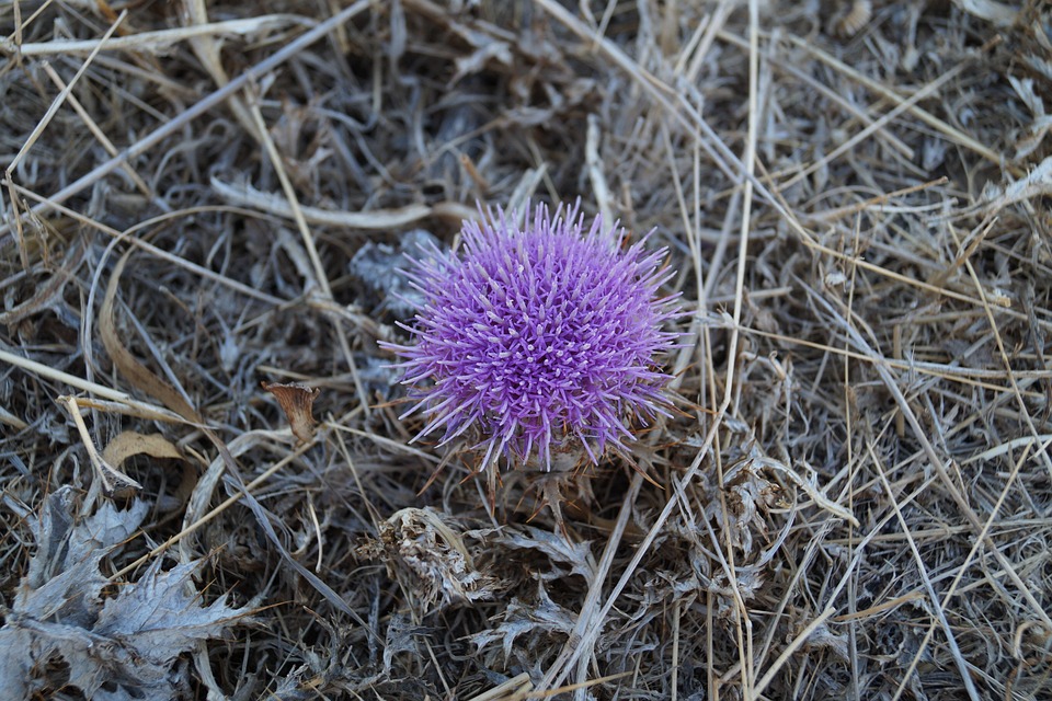 thistle-657950_960_720