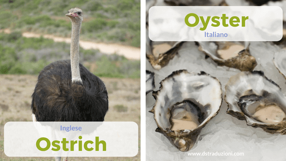 ostrich