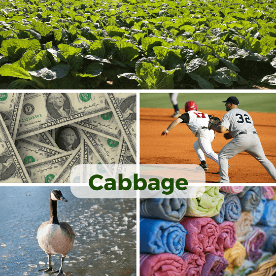 Cabbage