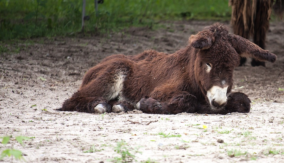 donkey-2651719_960_720