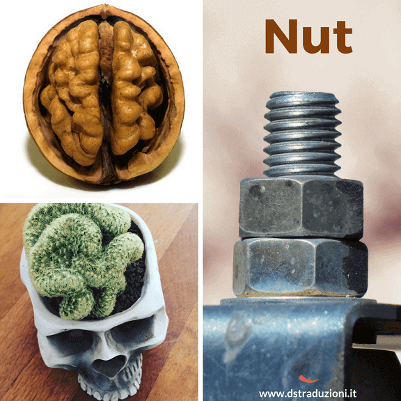 nut