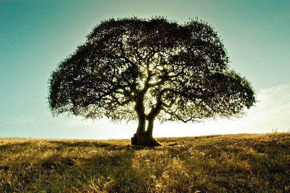 tree-696839_960_720