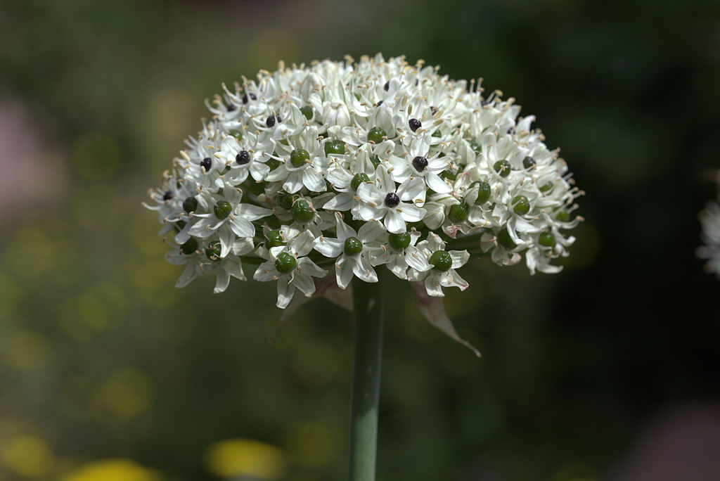 Allium_nigrum_