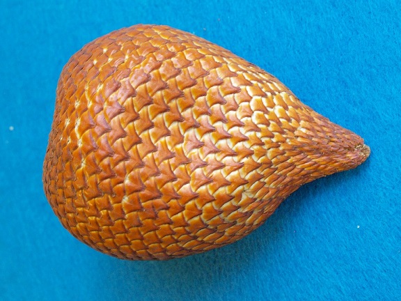 salak