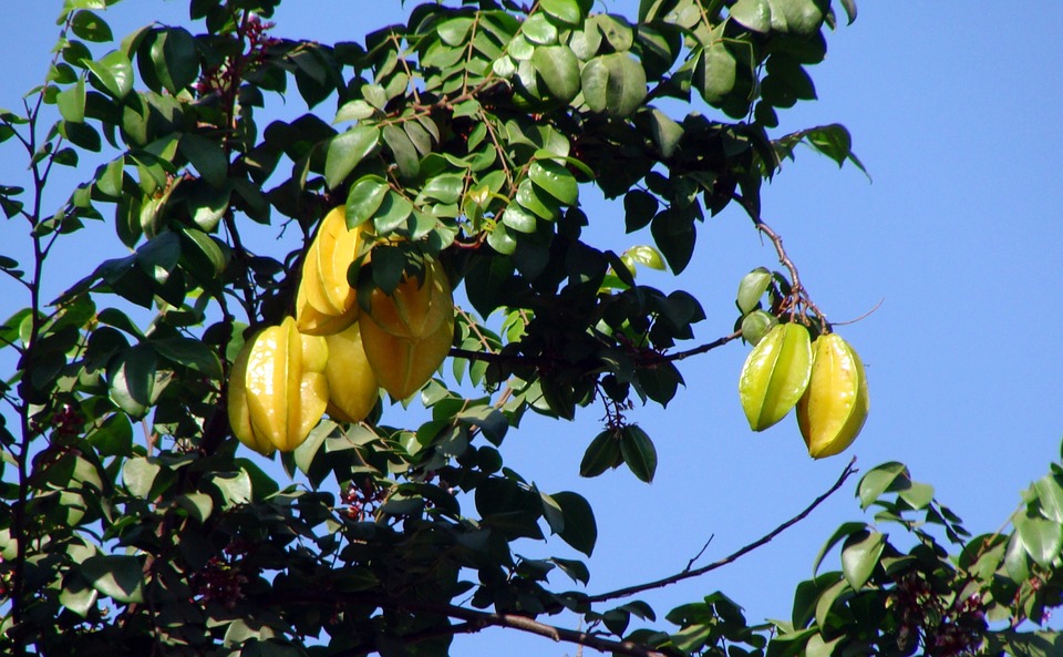 carambola