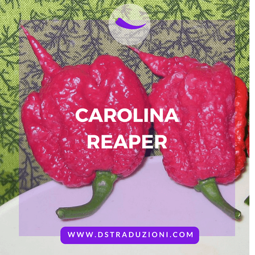 Carolina reaper