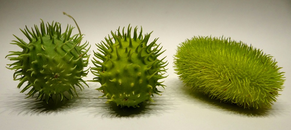 chayote-943334_960_720